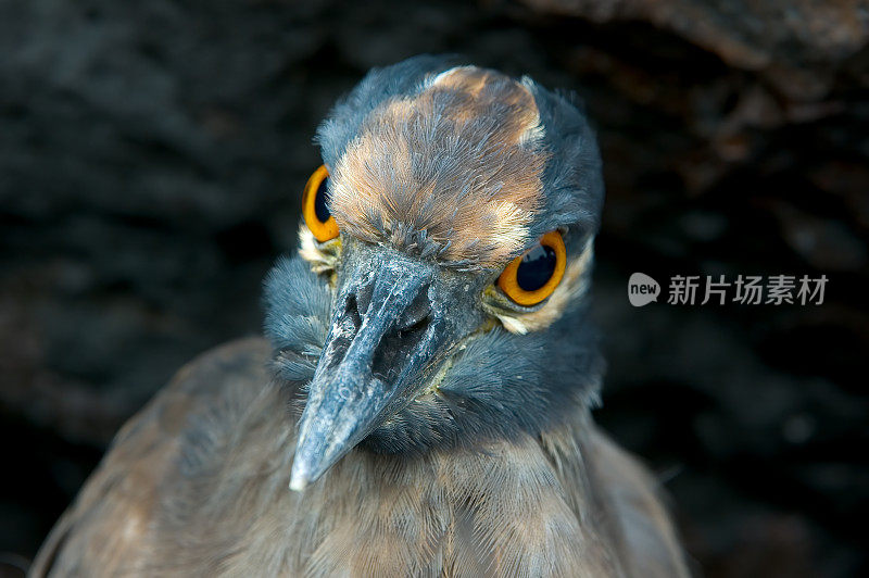 黄冠夜鹭(Nyctanassa violacea)是夜鹭属的两种夜鹭之一。厄瓜多尔加拉帕戈斯群岛国家公园，詹姆斯岛的埃加斯港